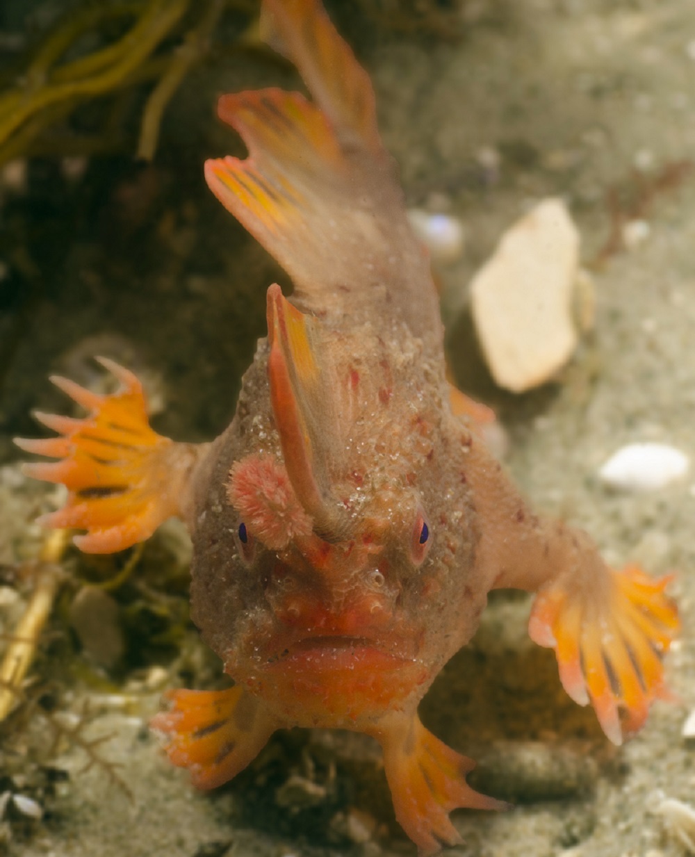 Launching the Handfish Conservation Project
