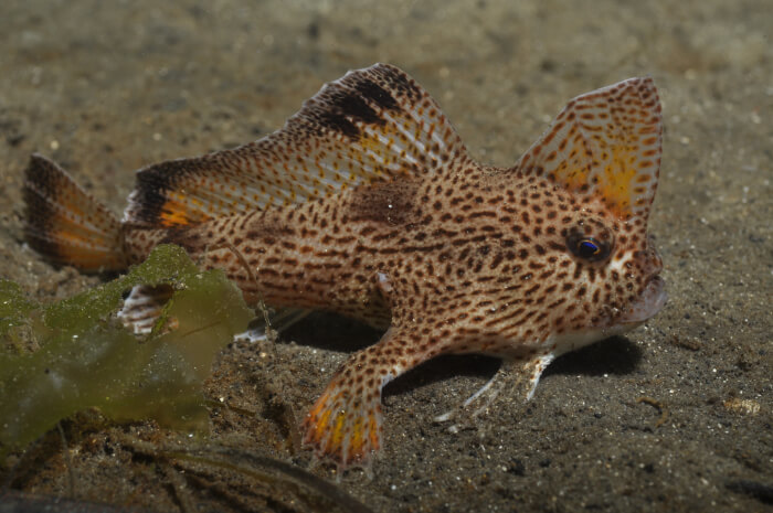 Spotted Handfish, Brachionichthys hirsutus
