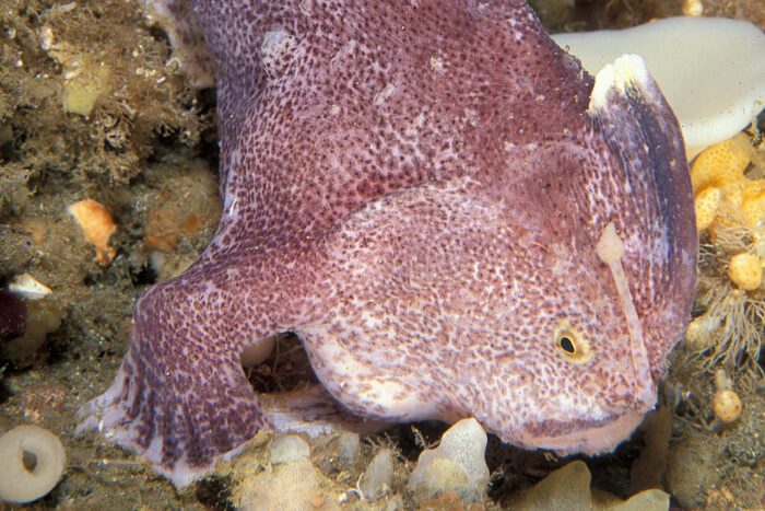 Ziebell's Handfish, Brachiopsilus ziebelli