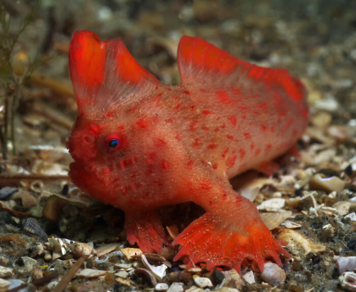 Red Handfish, Thymichthys politus