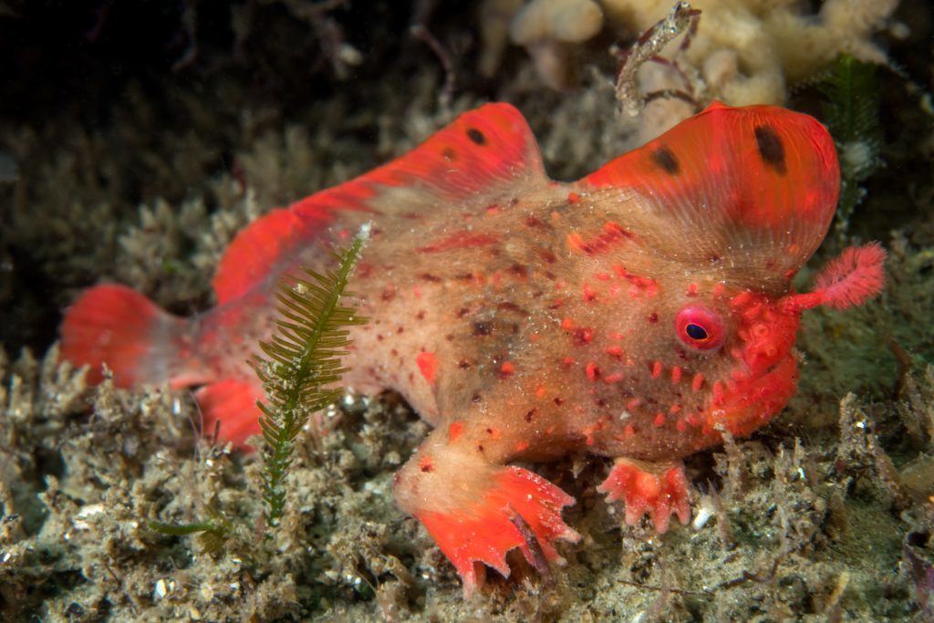 Close-up of Red Handfish