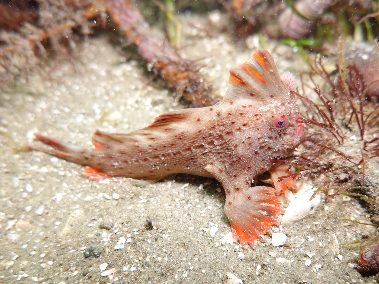 Handfish DNA