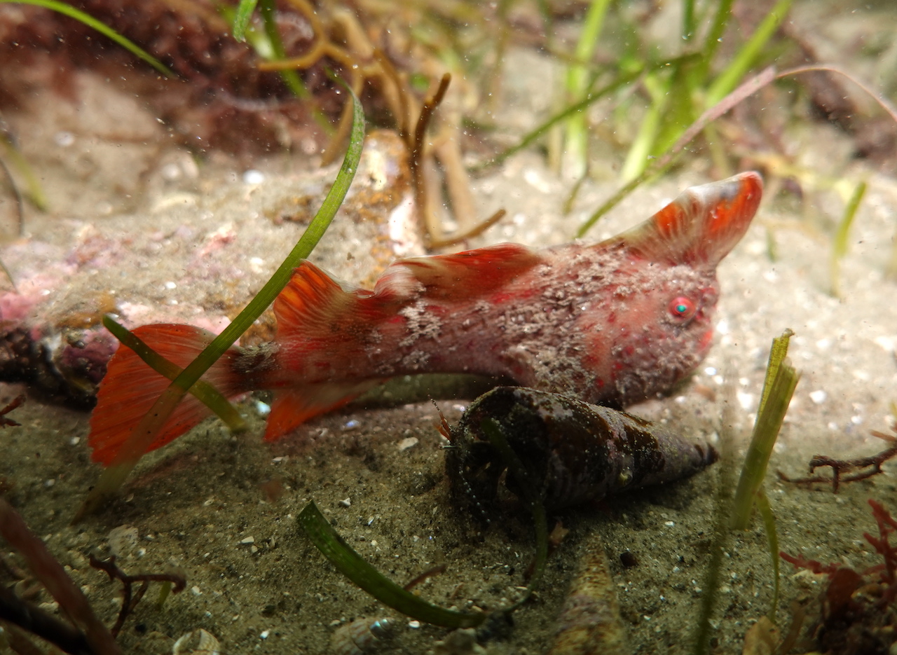 Red_95