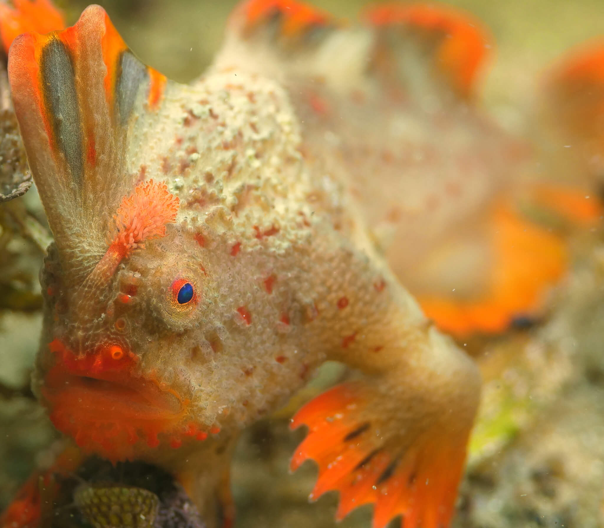 Red handfish