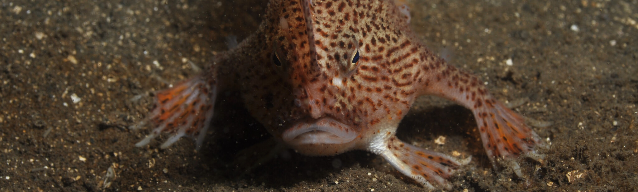 Spawning behaviour of spotted handfish