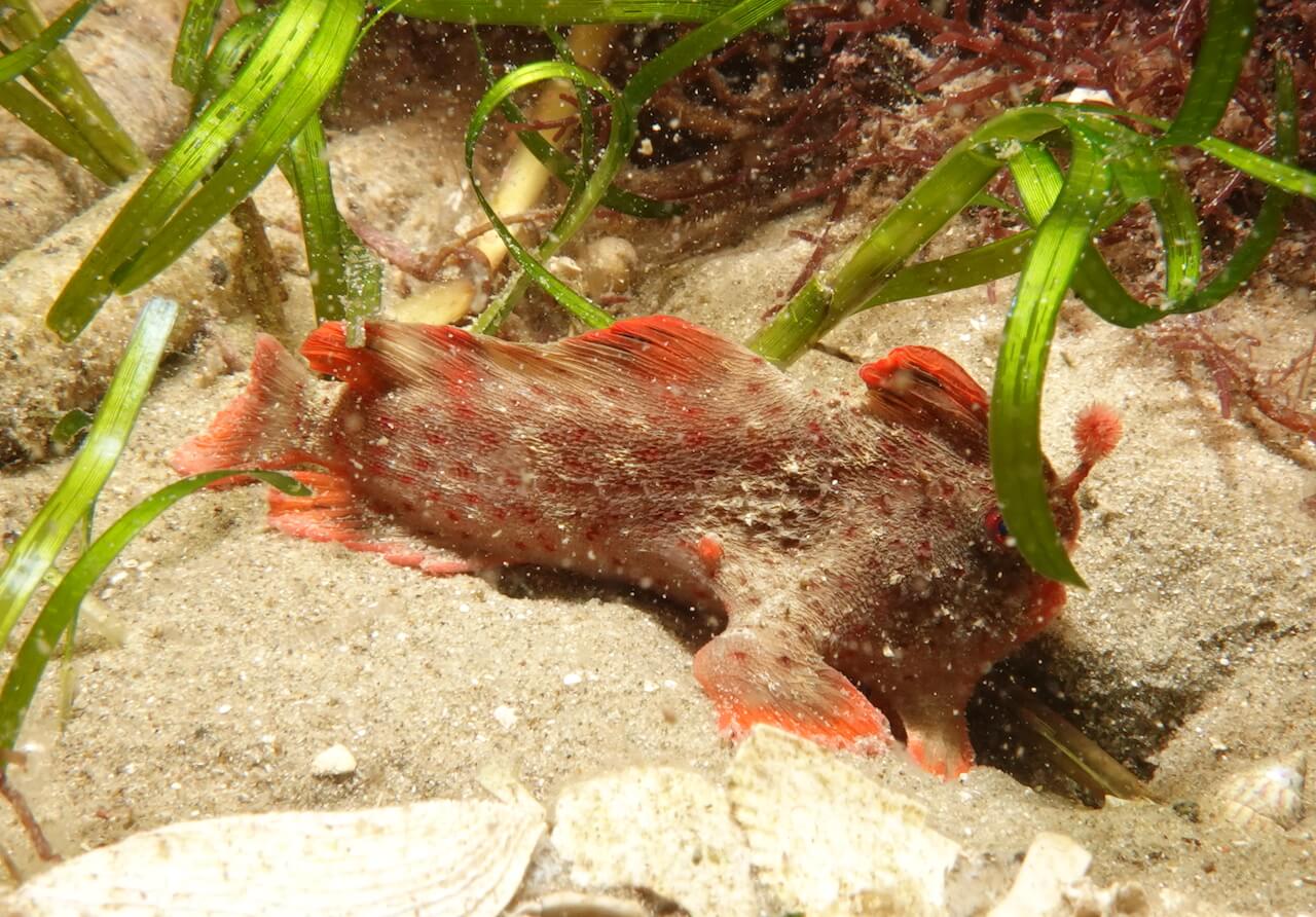 Red_180