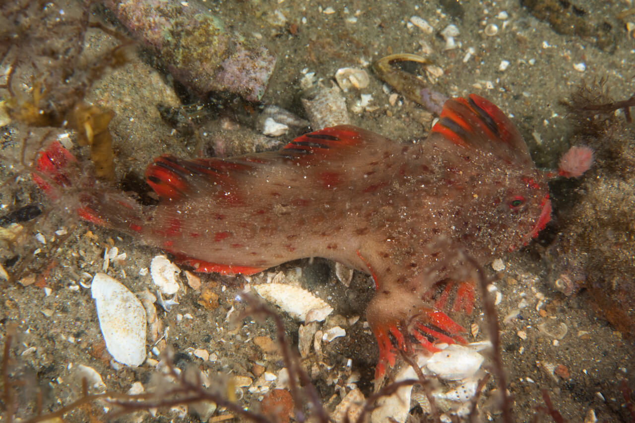 Red_190