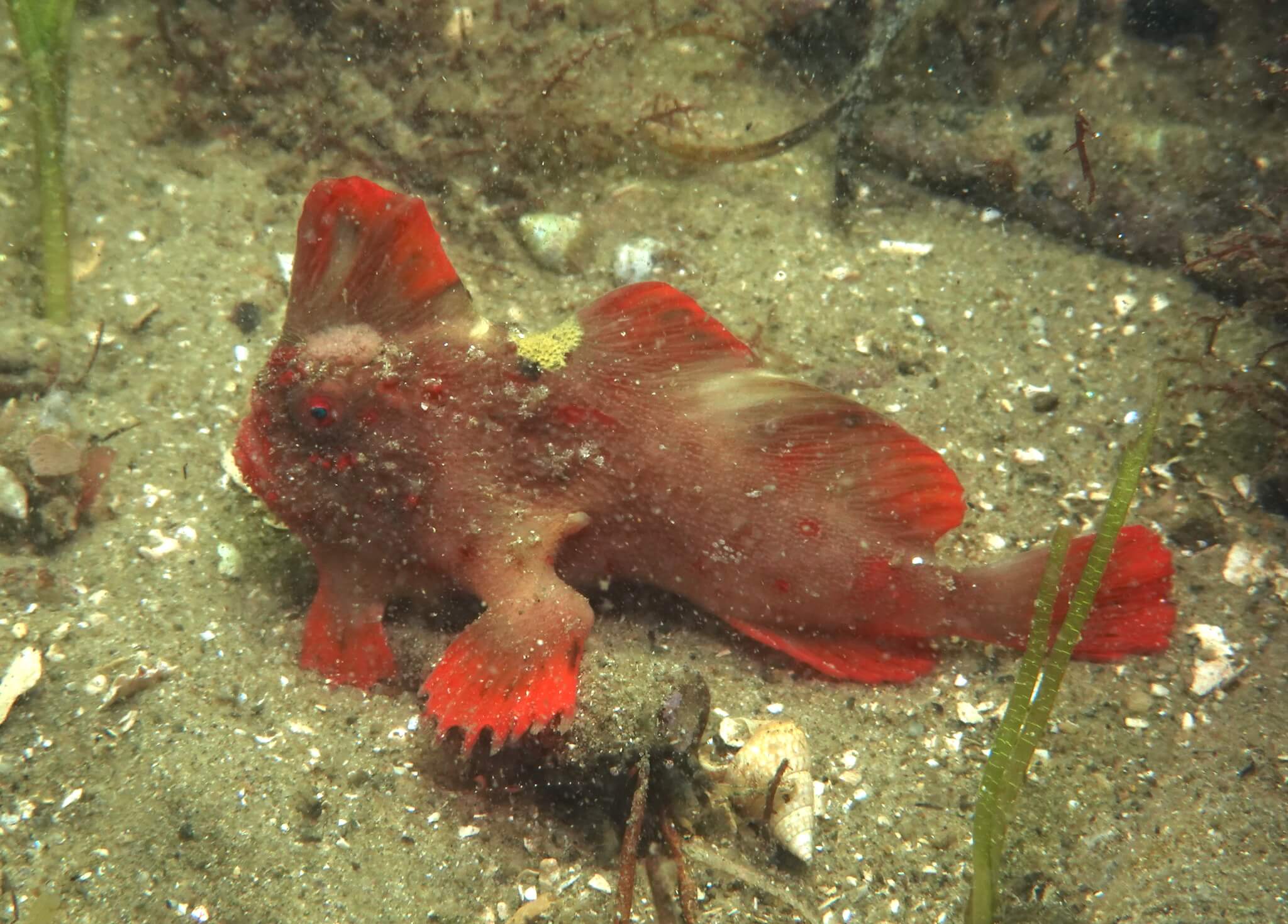 Red_236