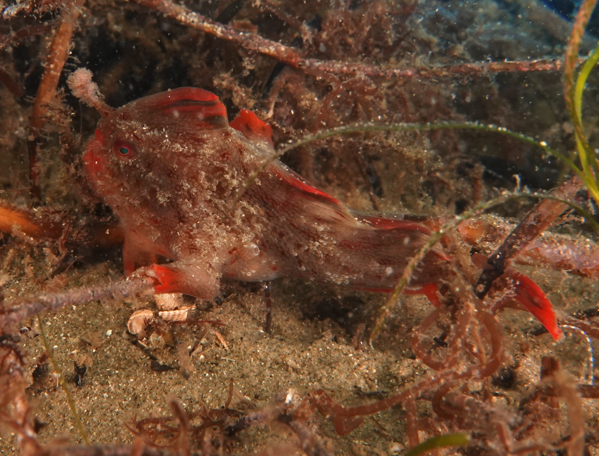 Red_242