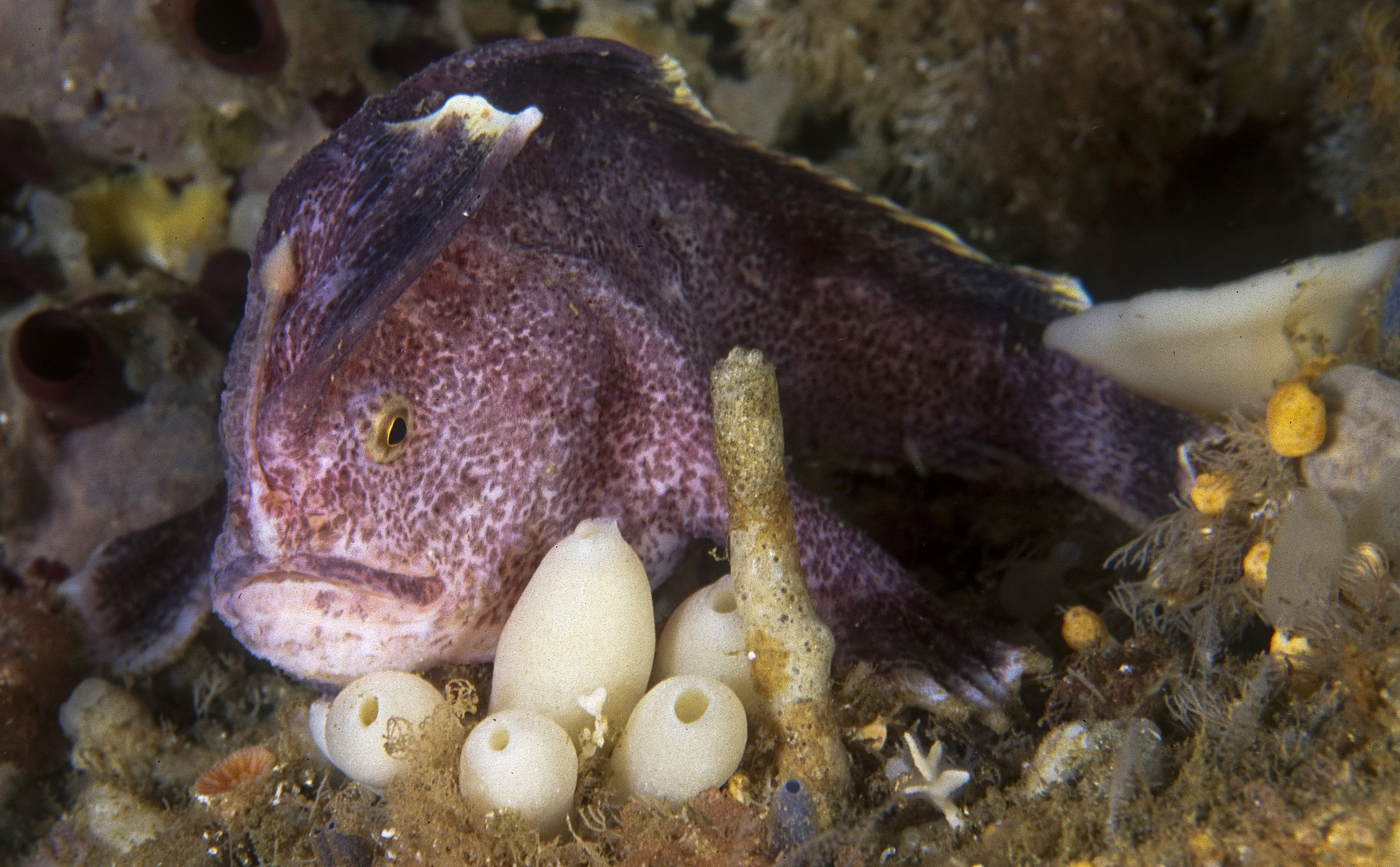 The search for Red and Ziebell’s handfish