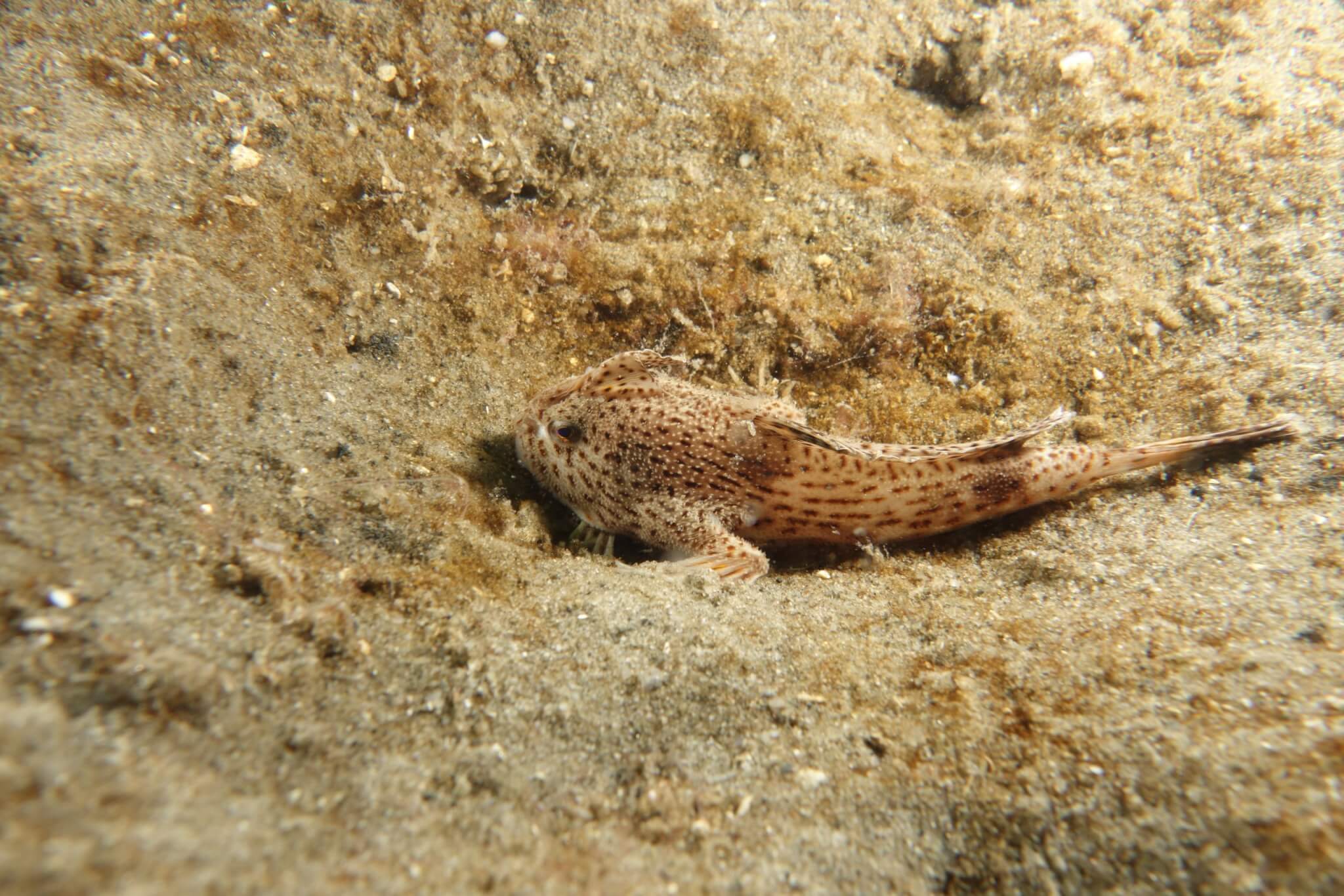 Finding Spotted handfish, with Carlie Devine.