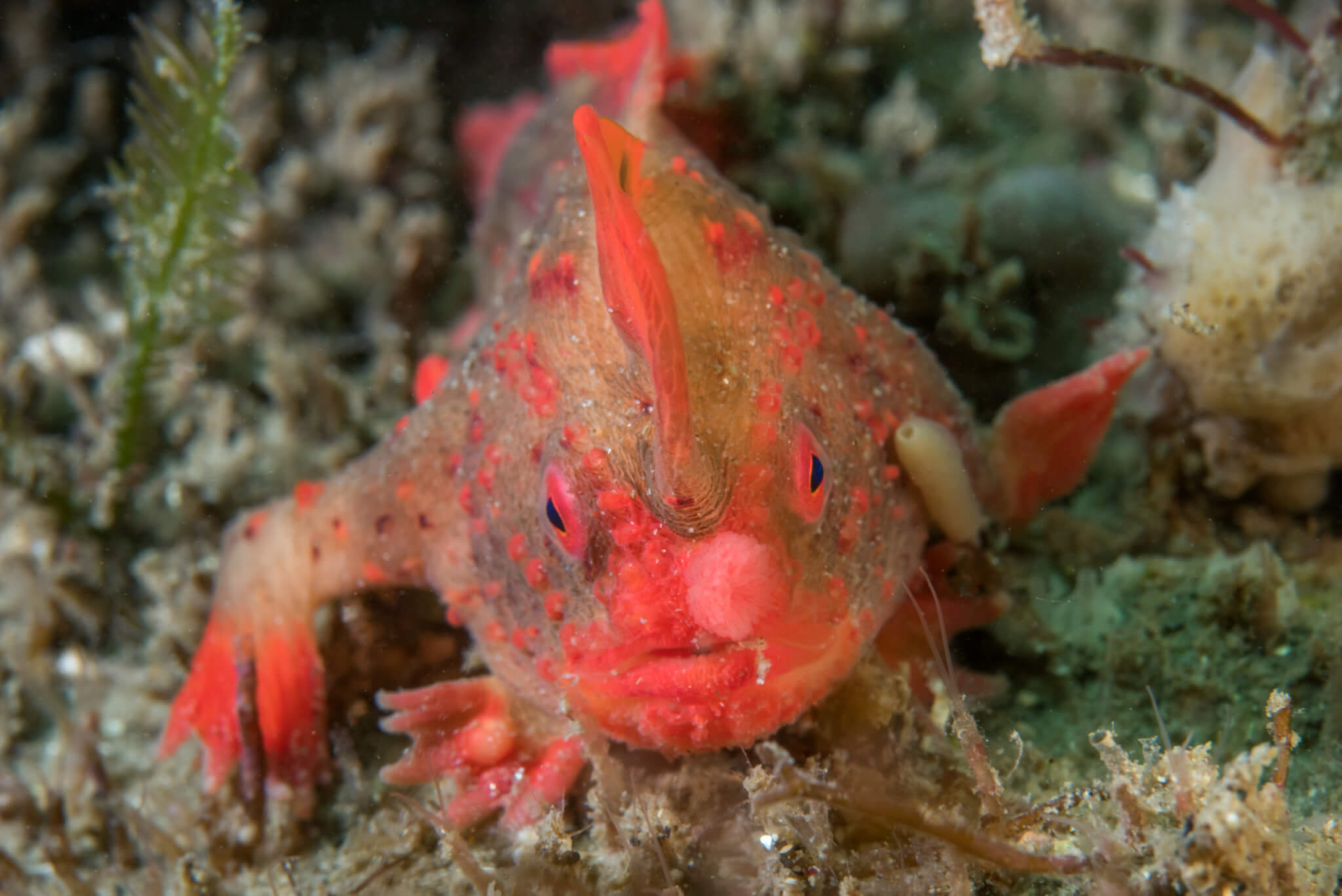 Ocean Geographic feature on Red handfish