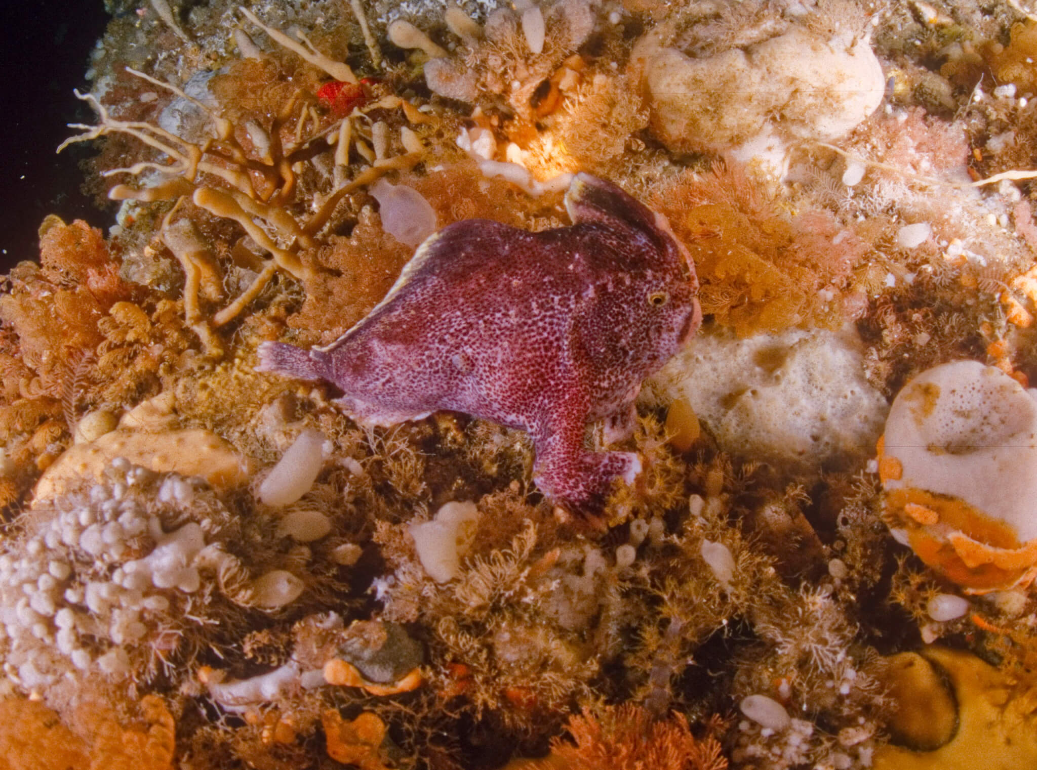 Ziebell’s handfish