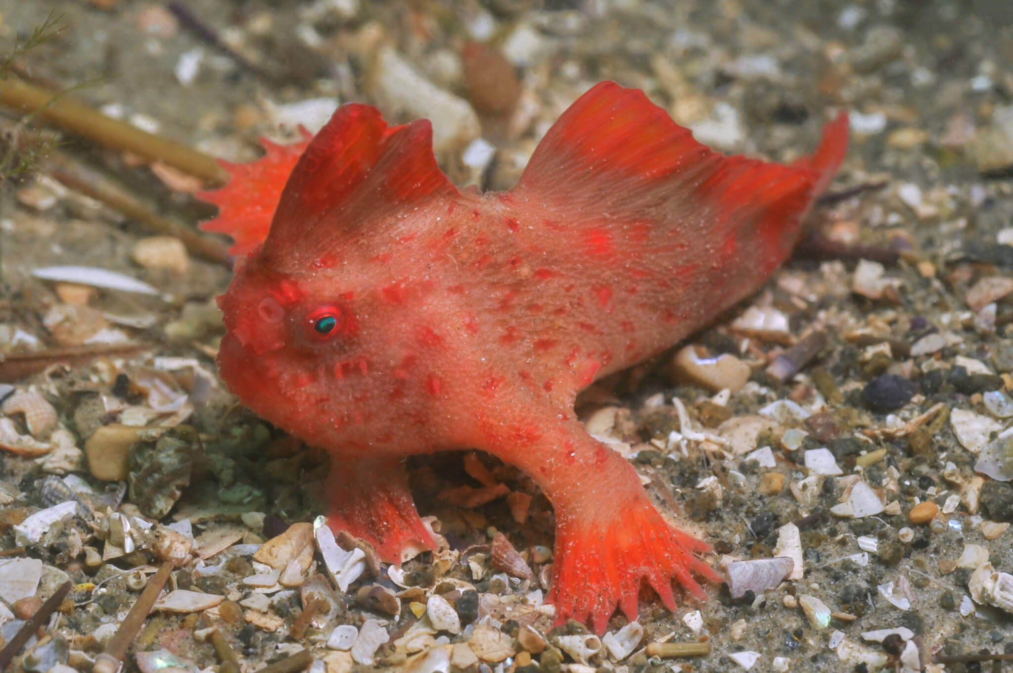 Raising red handfish, with Rachelle Hawkins, Seahorse World.