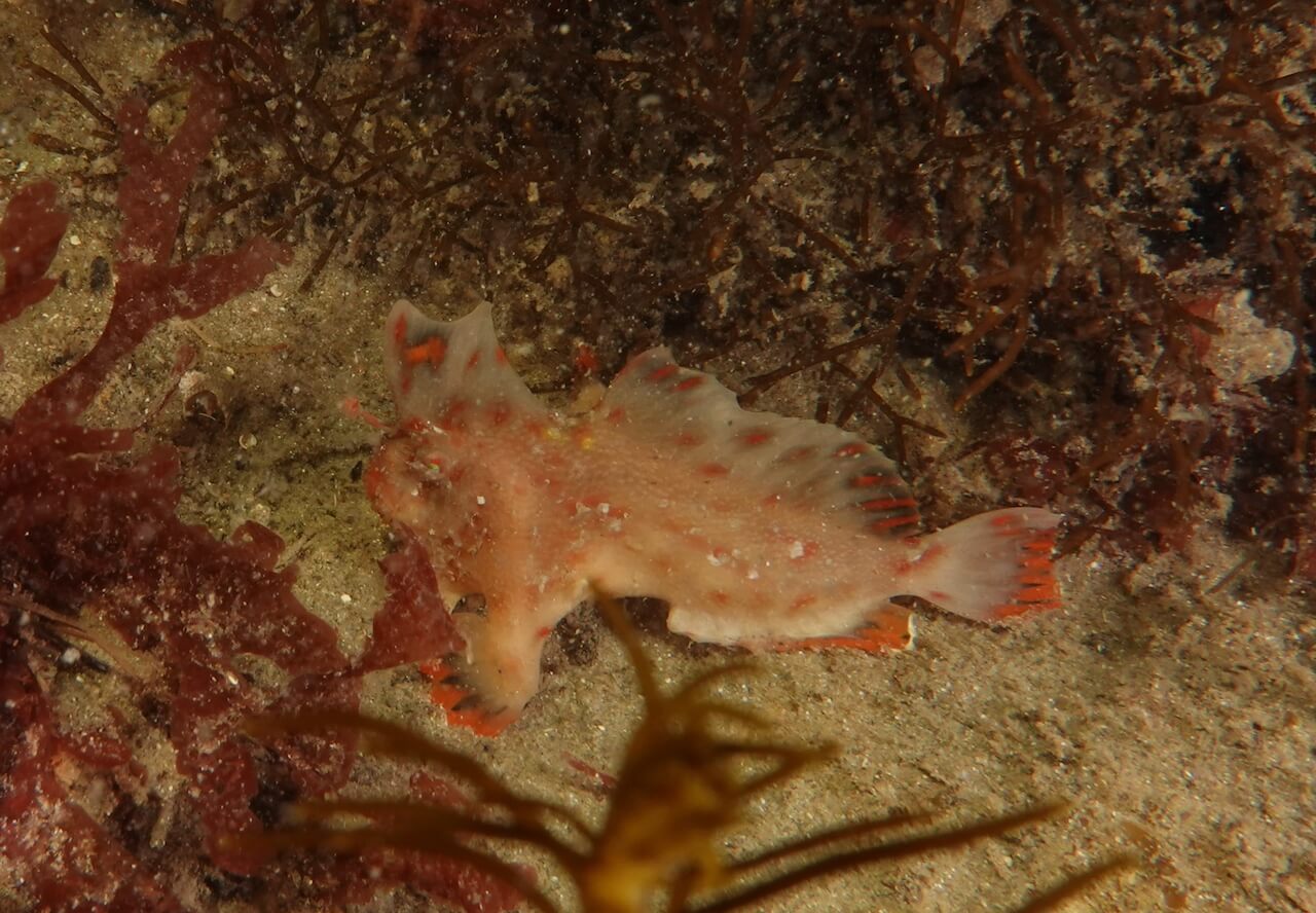 Red_250