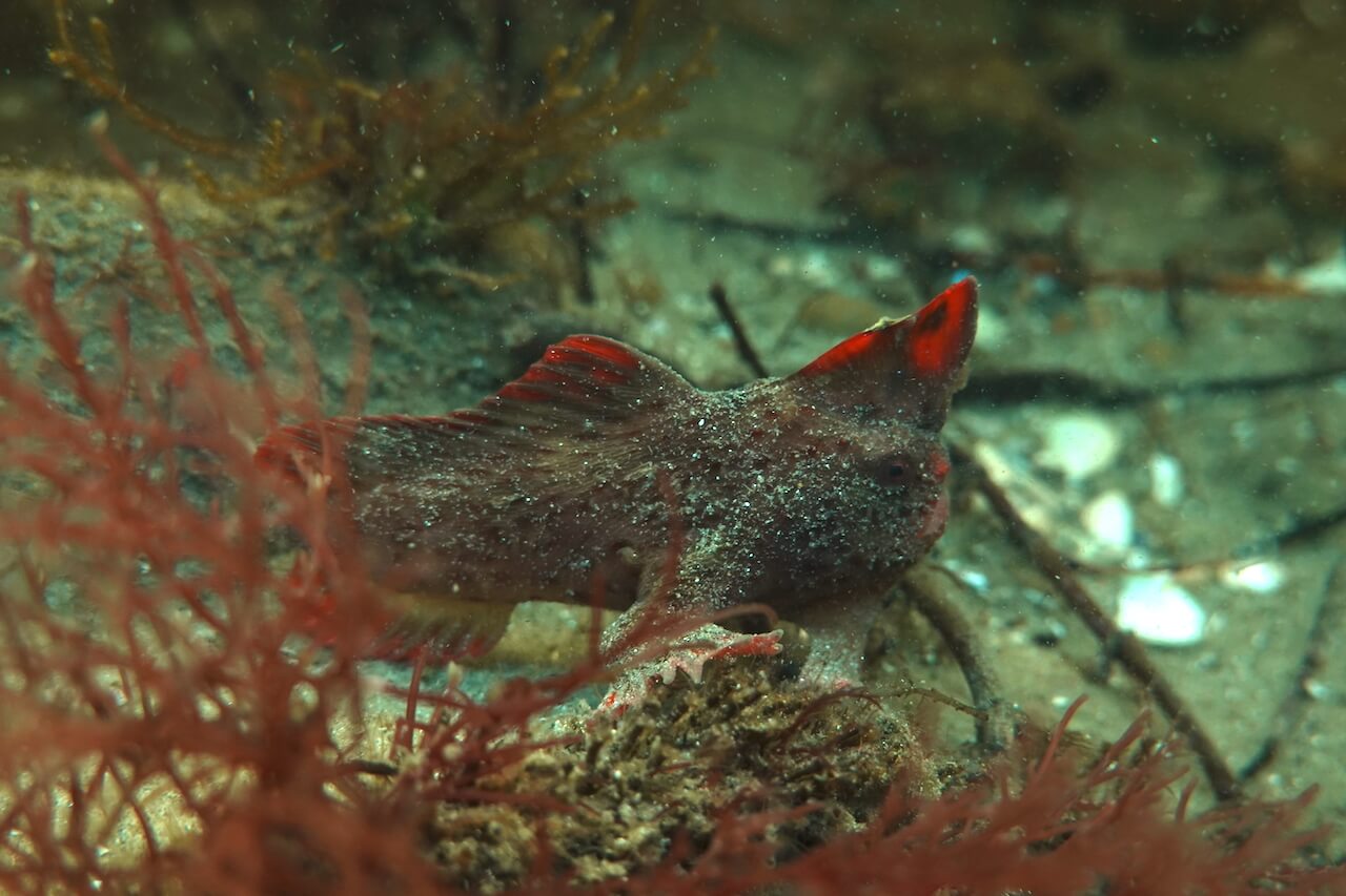 Red_275