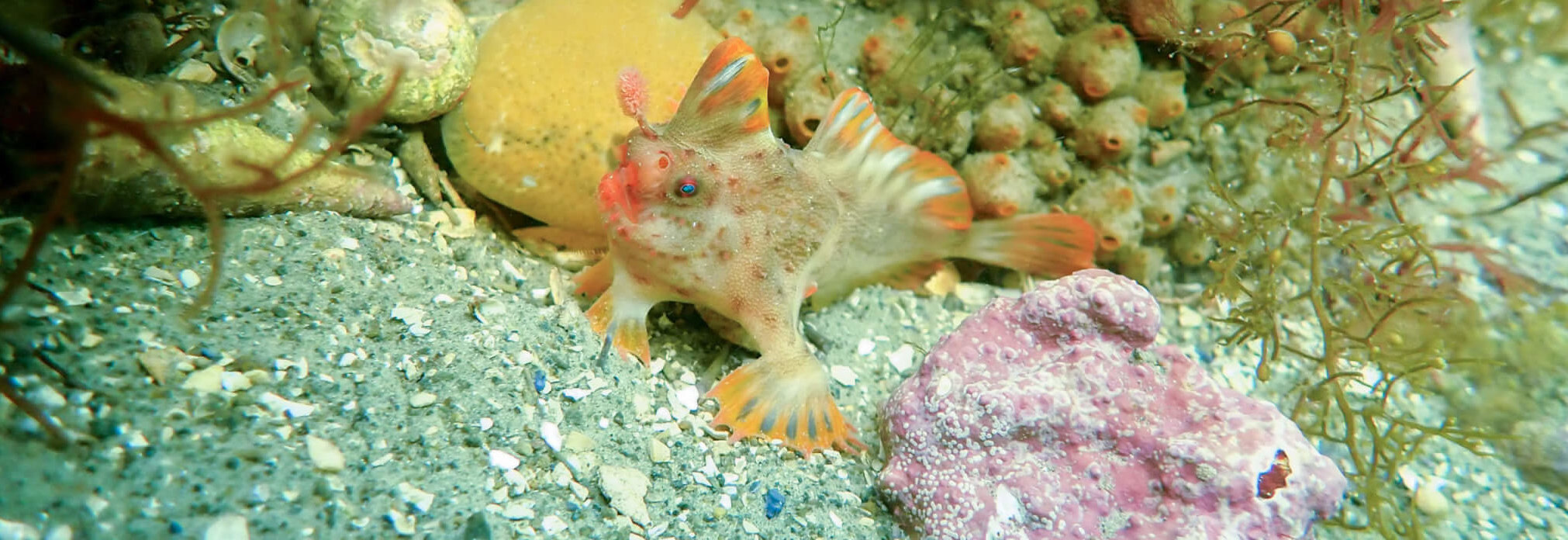 Best Practice Guidelines for Diving & Snorkelling with Handfish