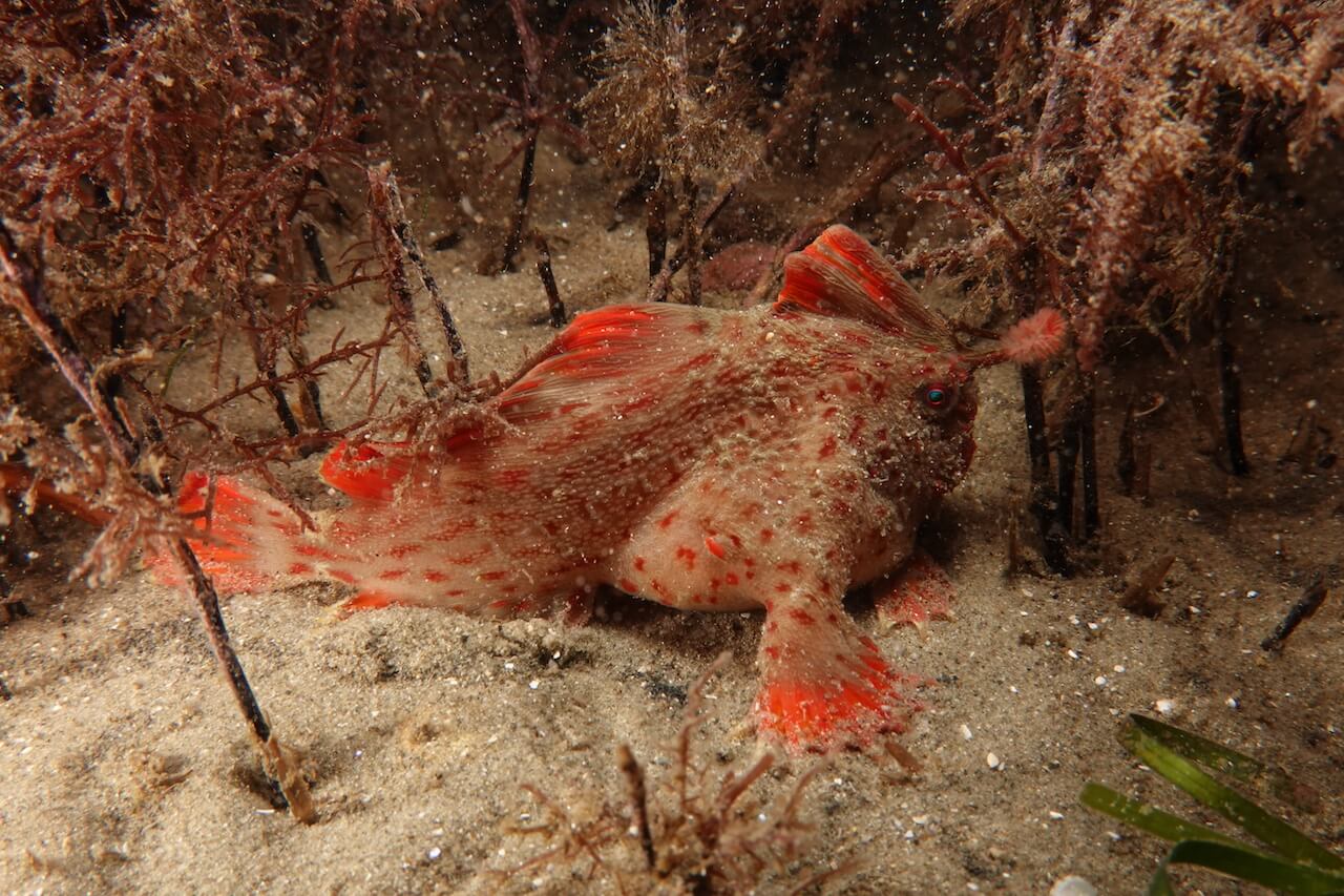 Red_323