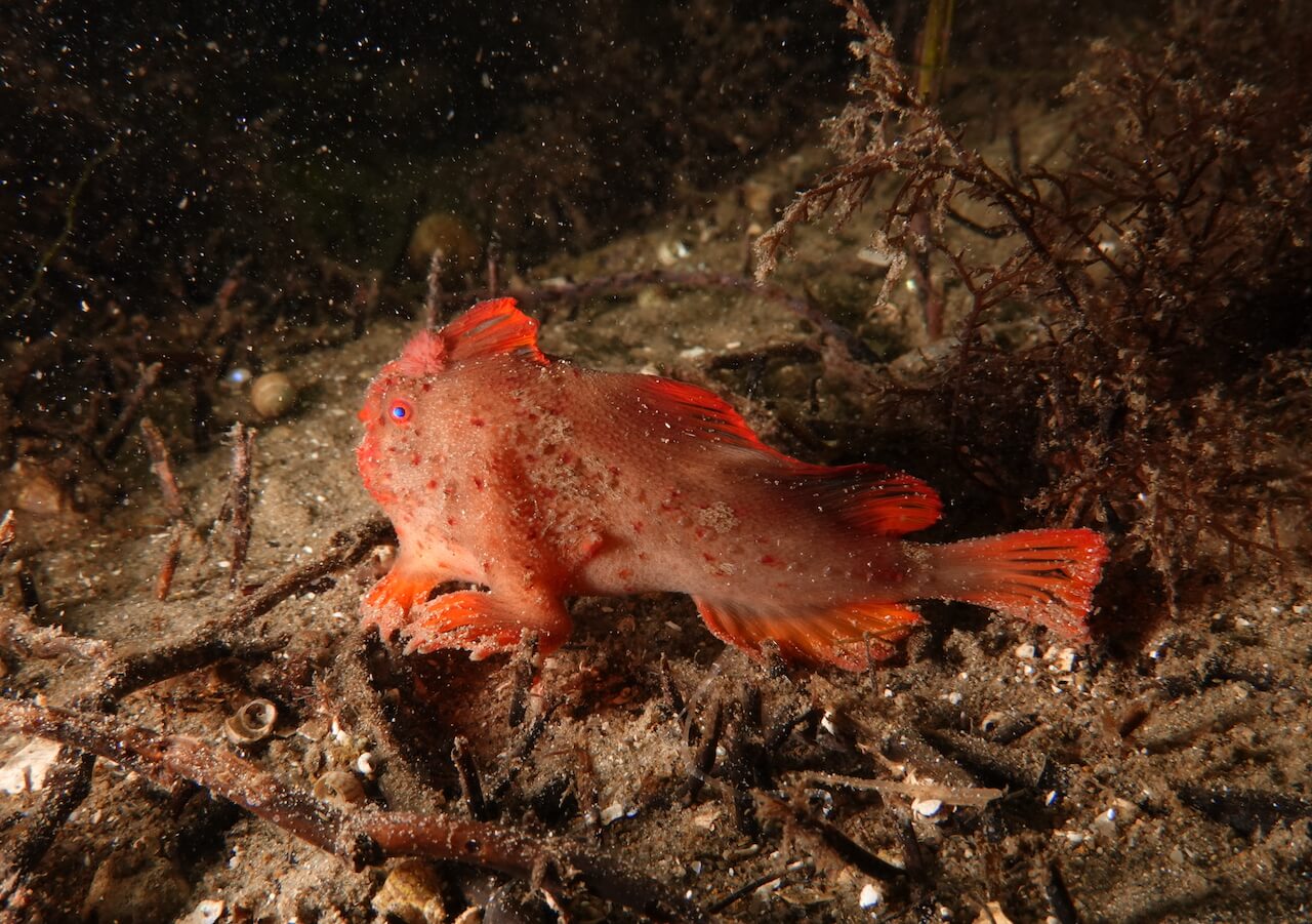 Red_325