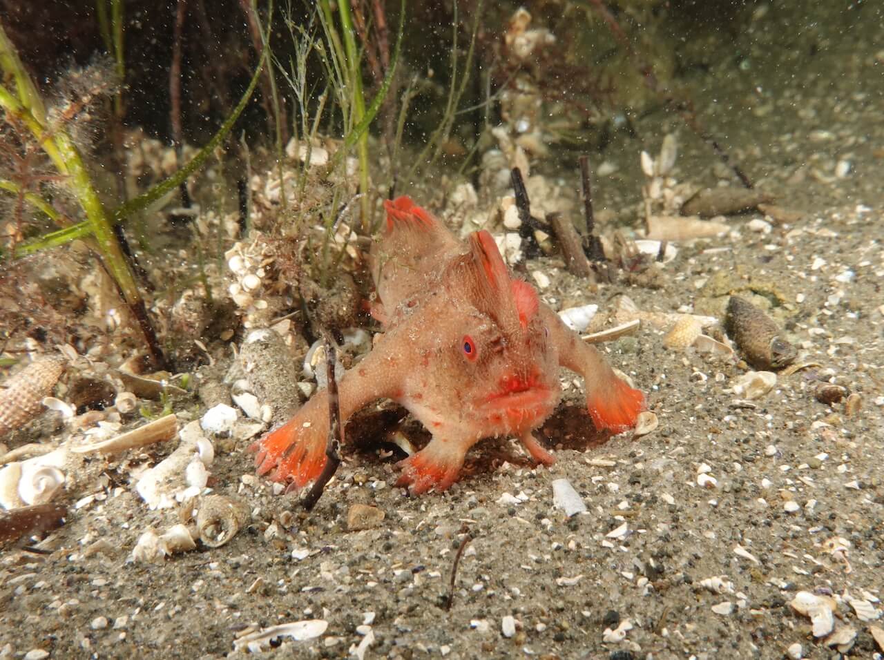 Red_342