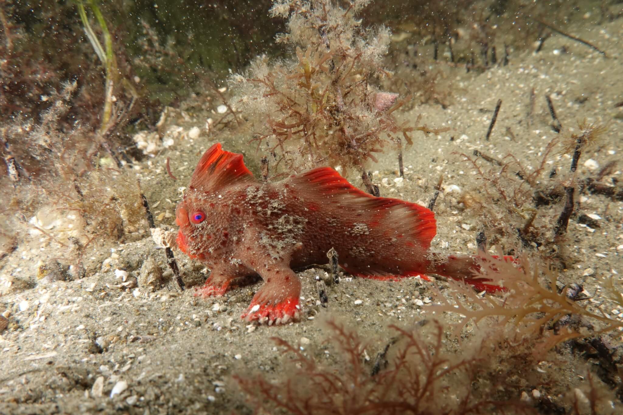 Red_356