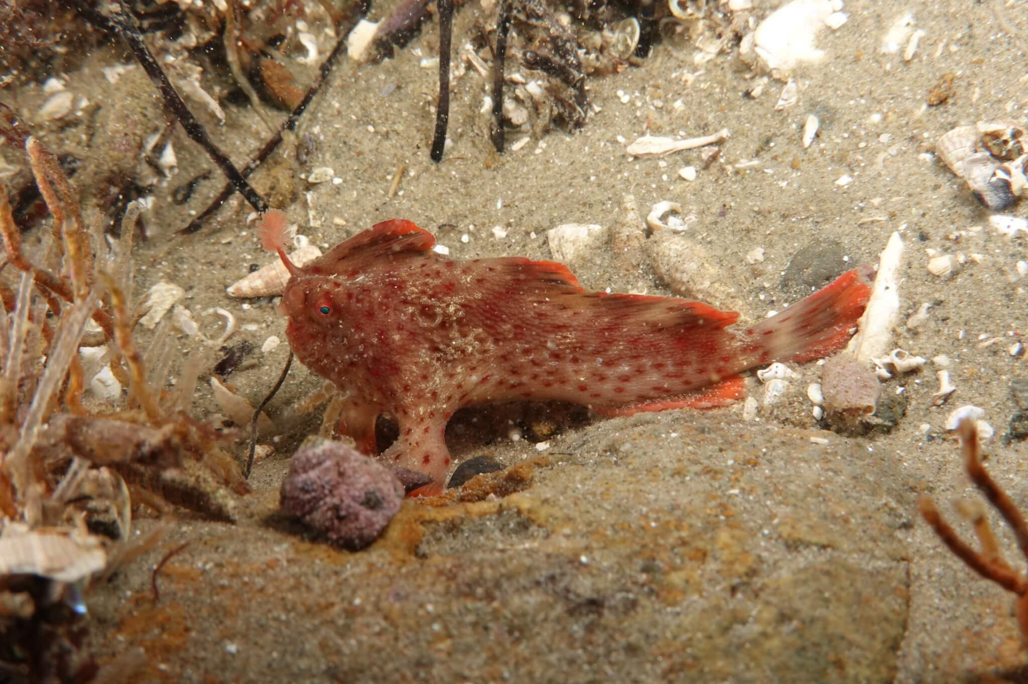 Red_362
