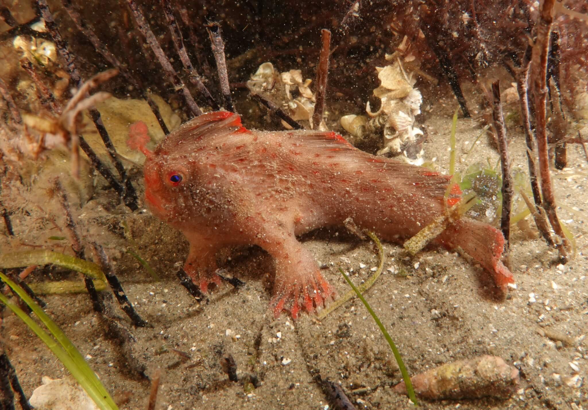 Red_397