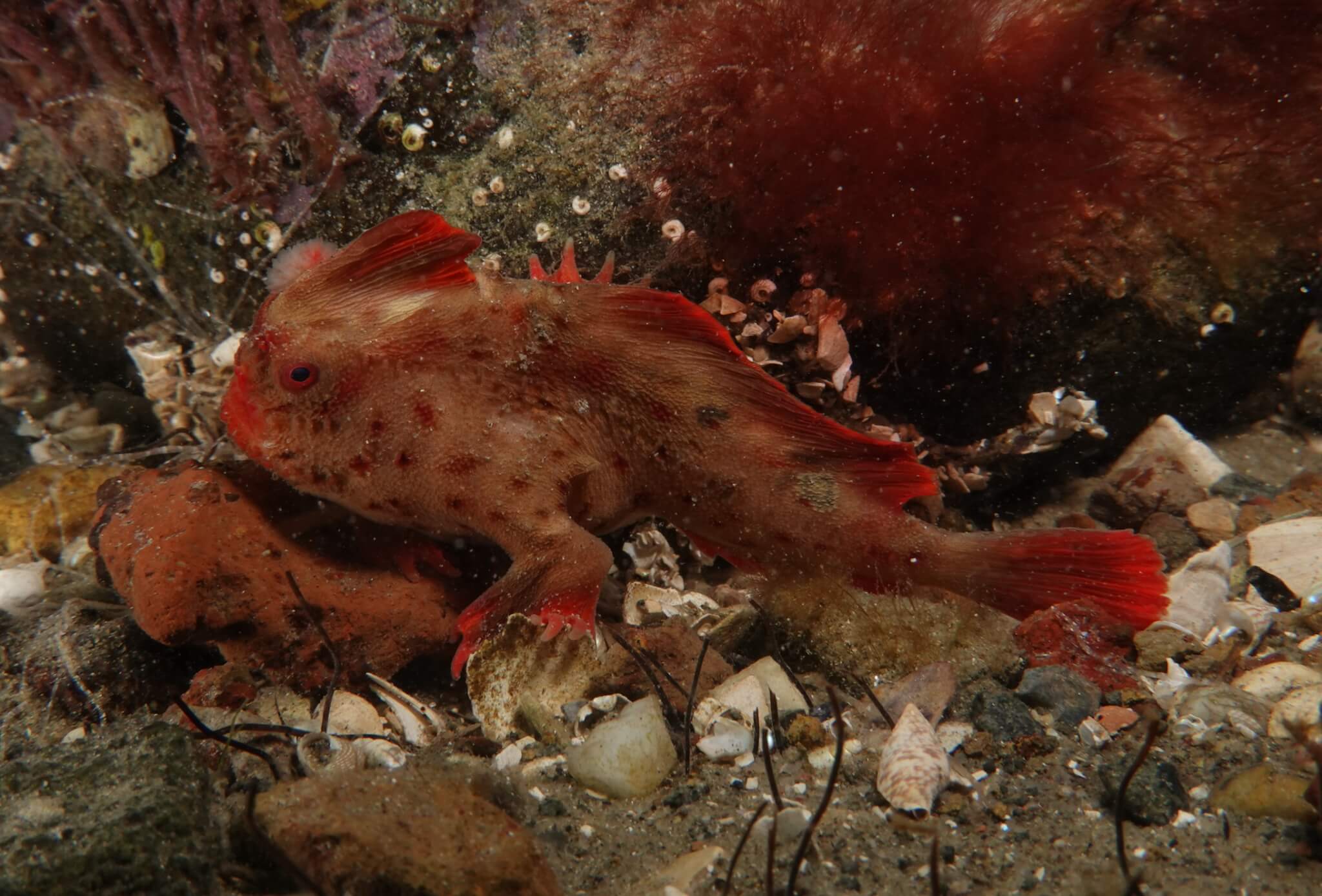 Red_451