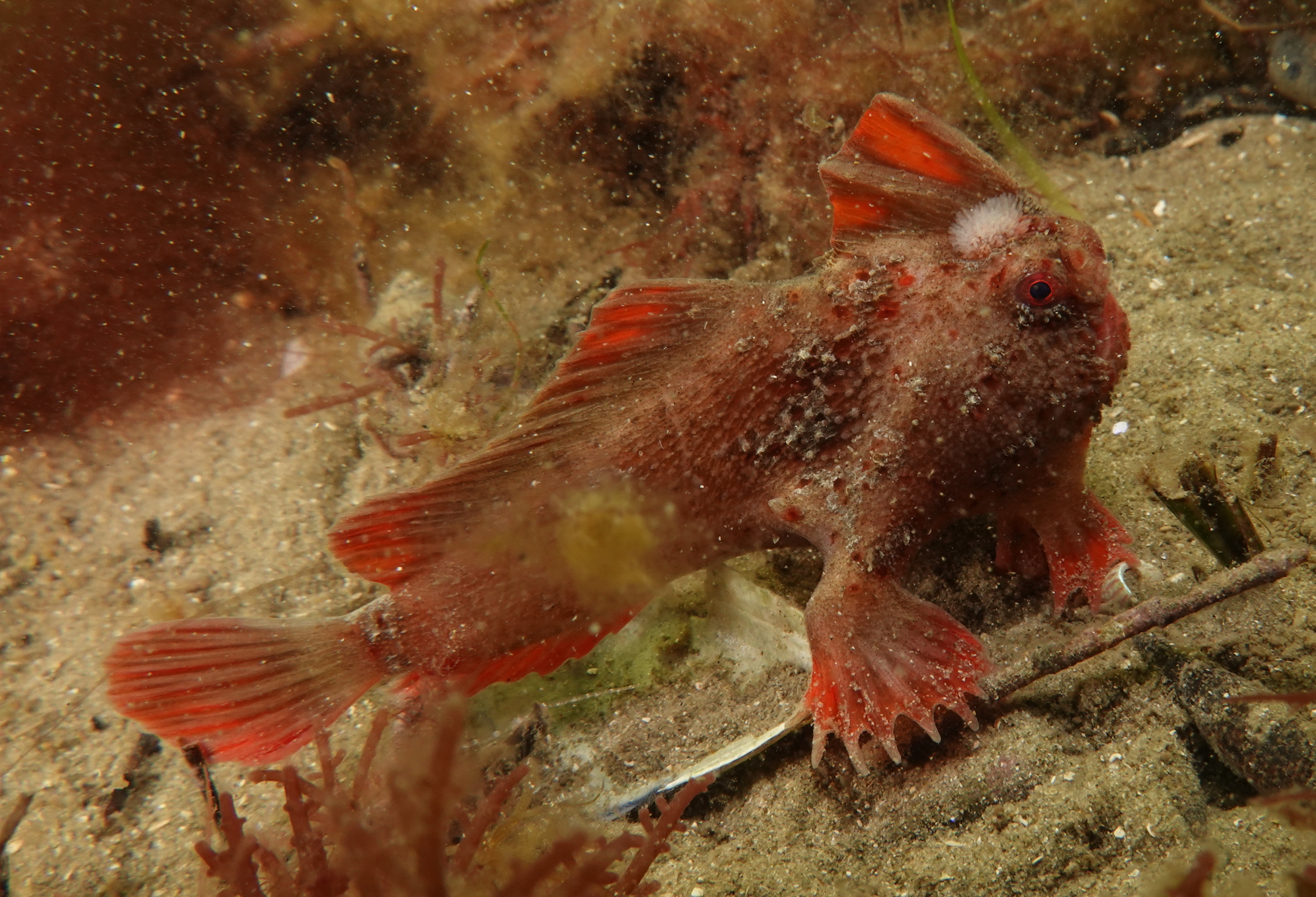 Red_464