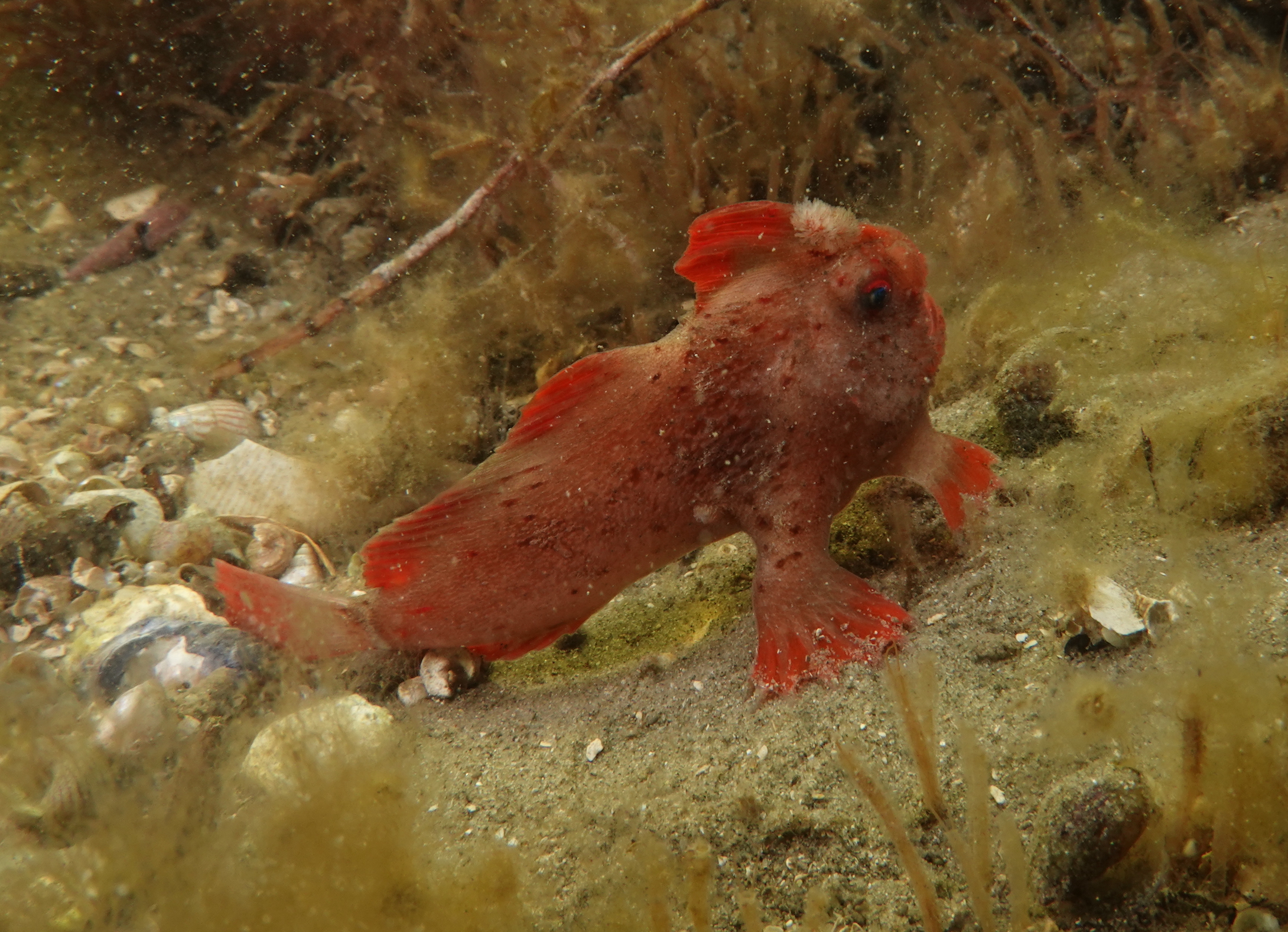 Red_467