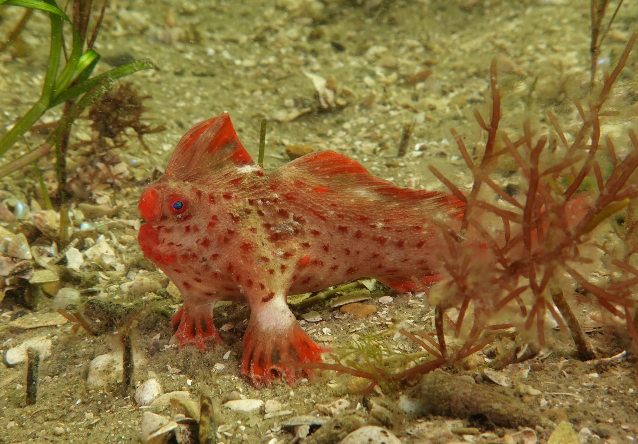Red_469