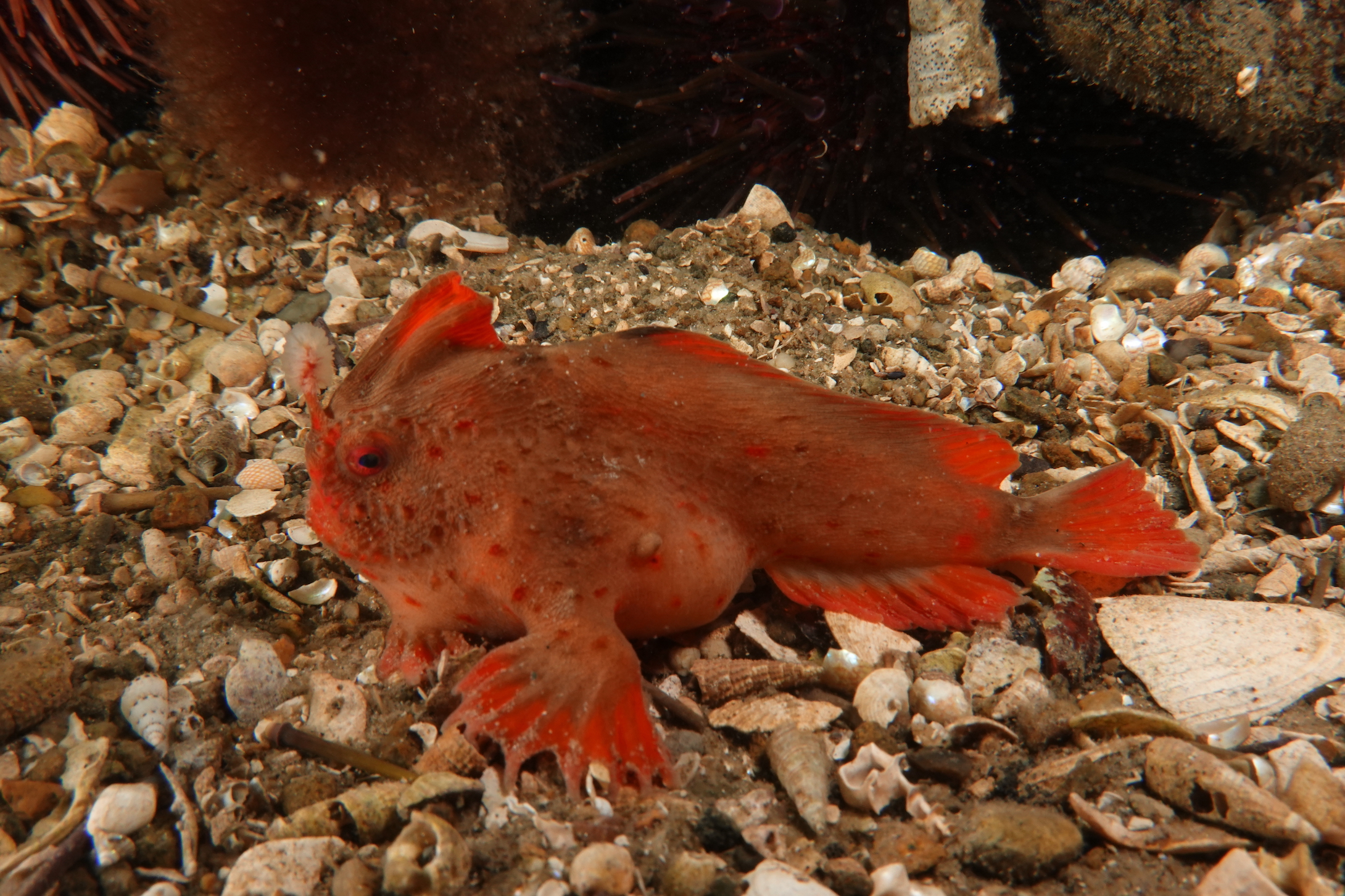 Red_470