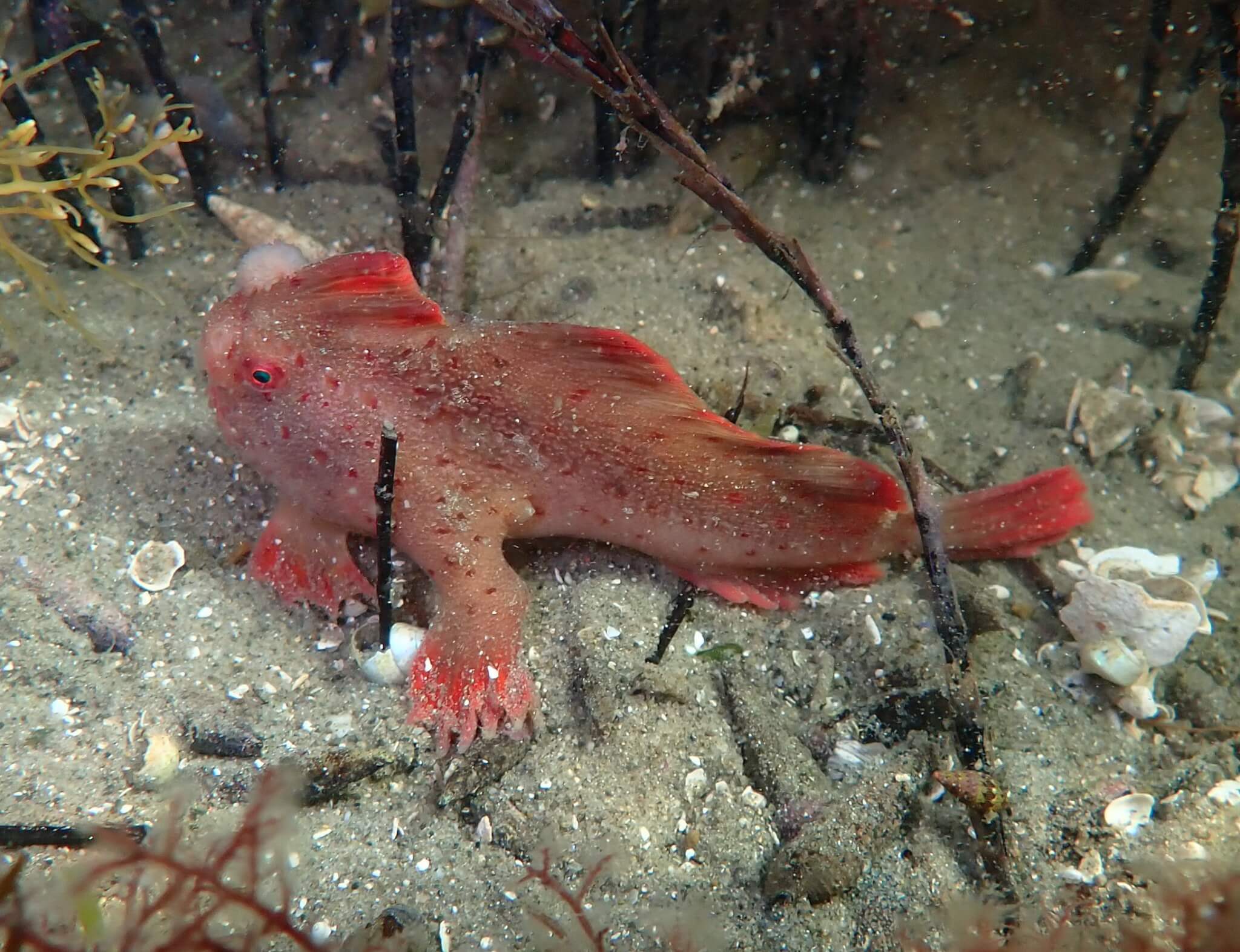 Red_438