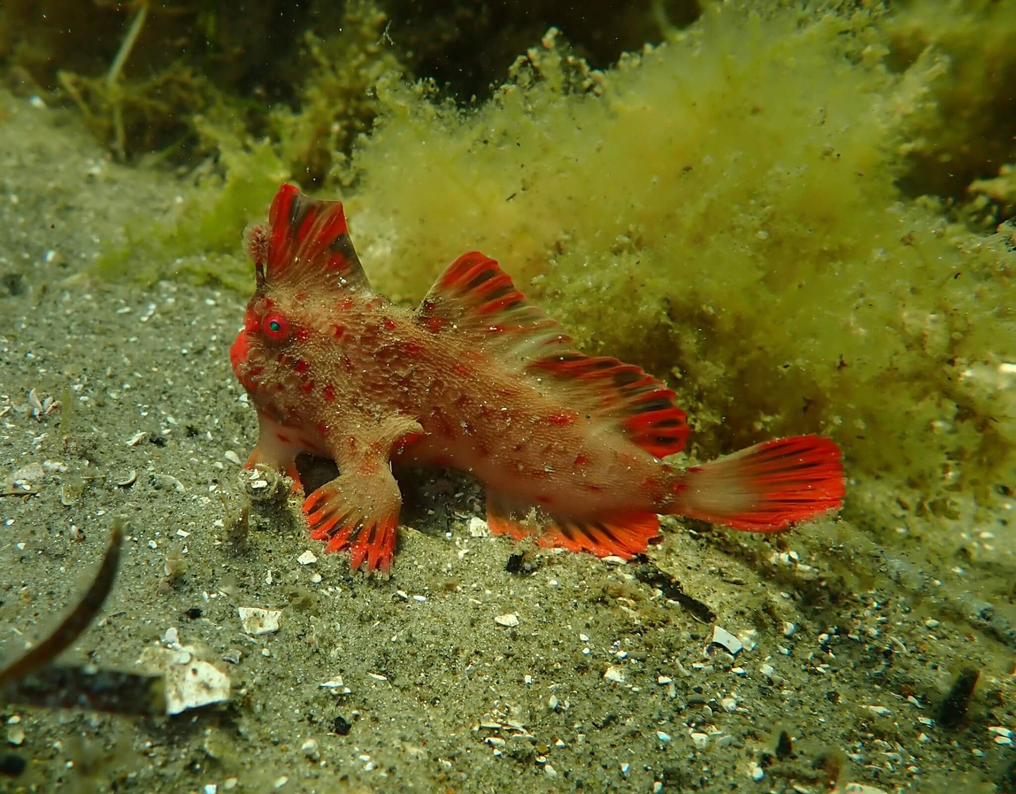 Red_411