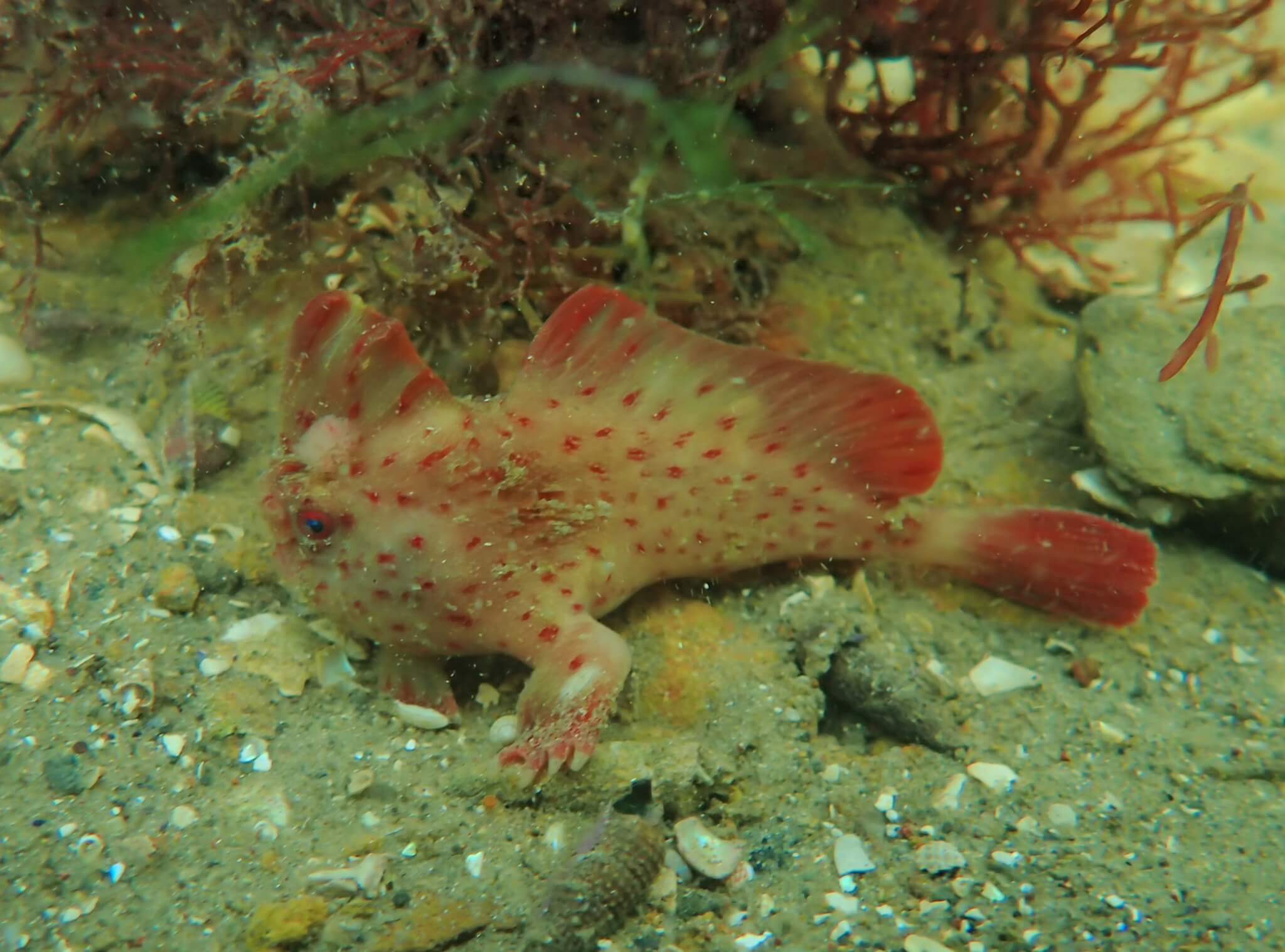 Red_436