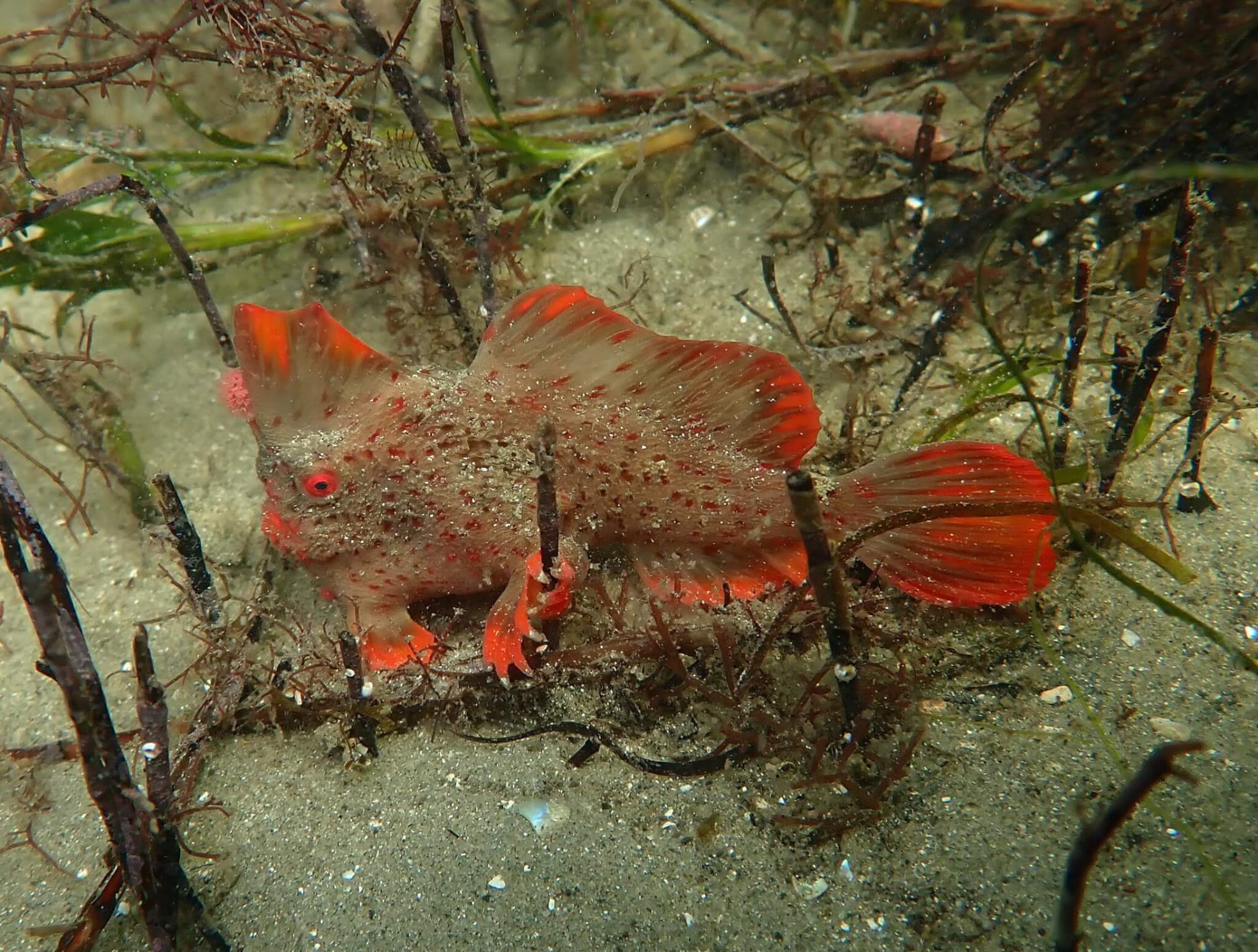 Red_424