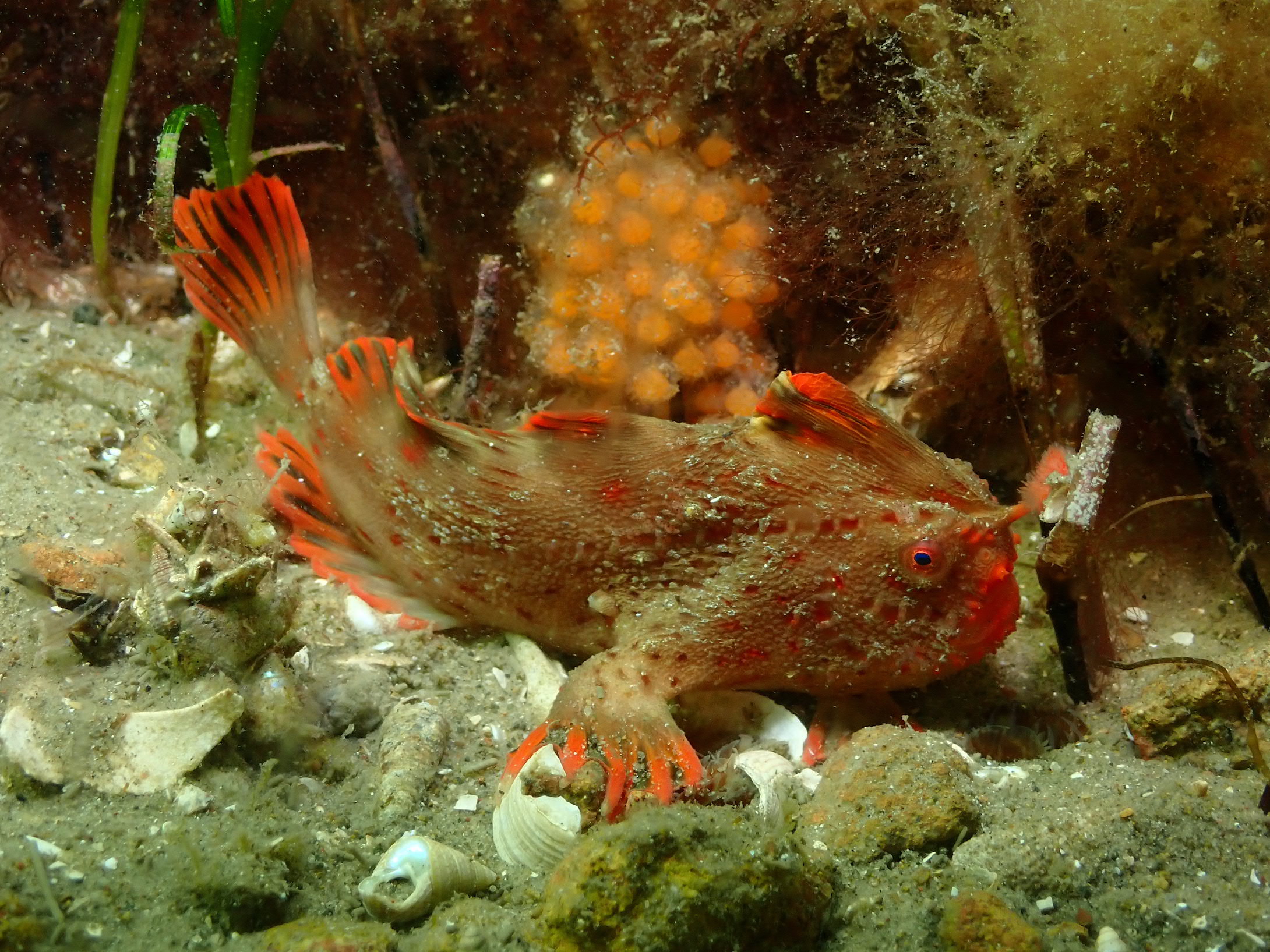 Red_476