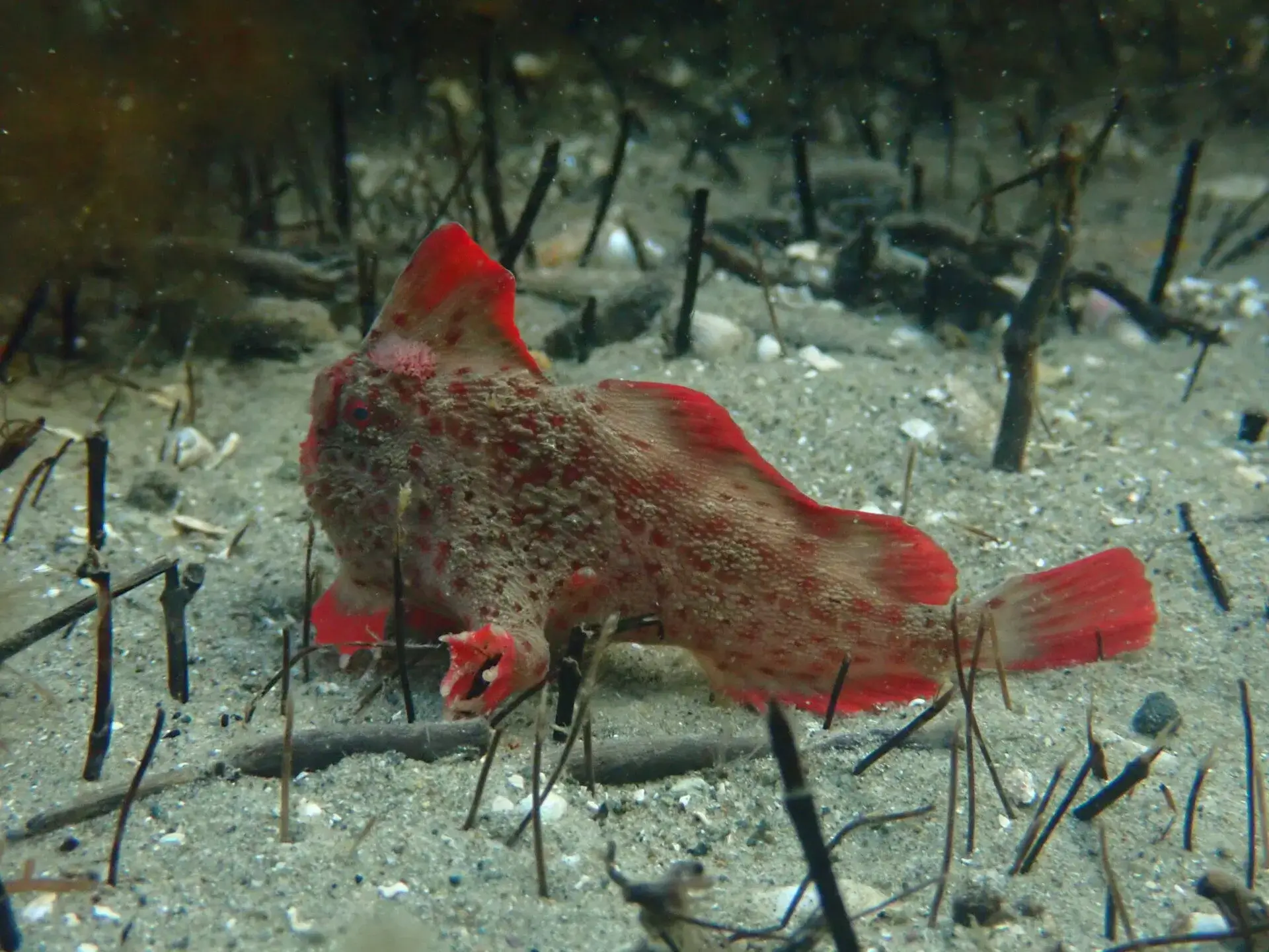Red_491