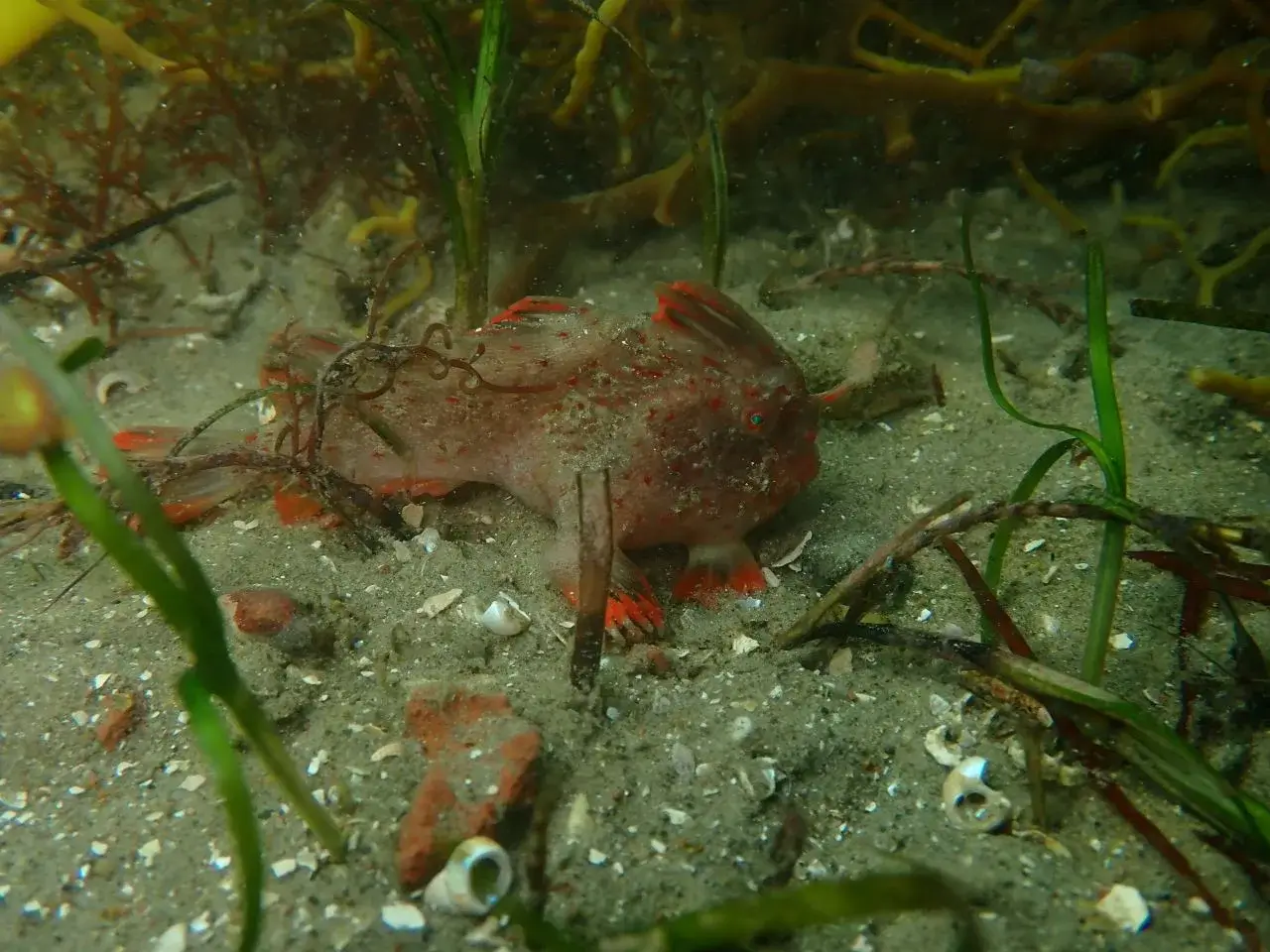 Red_505